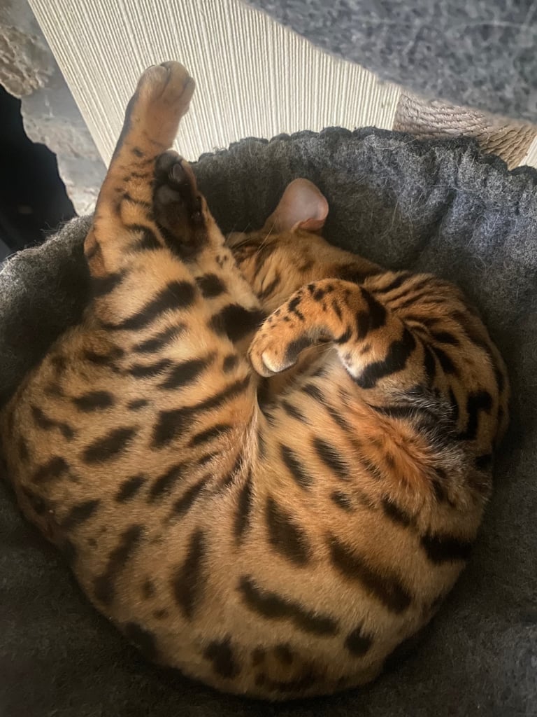 Bengal cat 