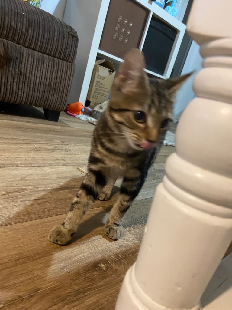 Gorgeous tabby kitten