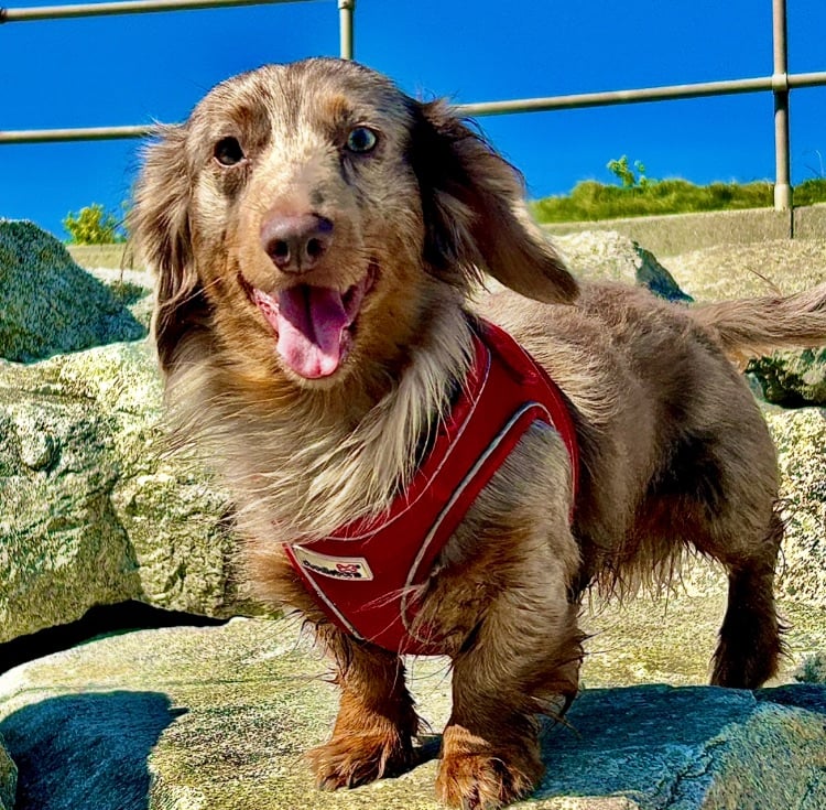 Dachshund puppies for sale 