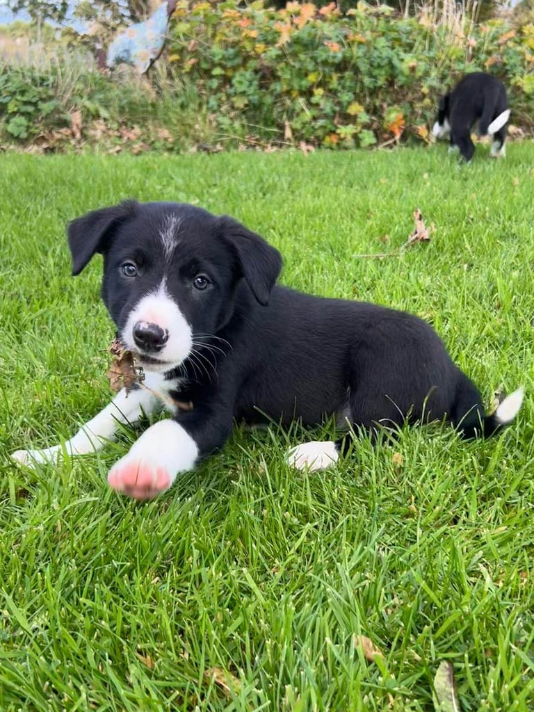 Collie Pups 