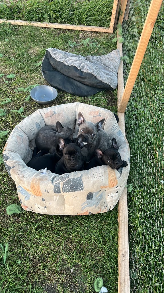 2 black french buldogs