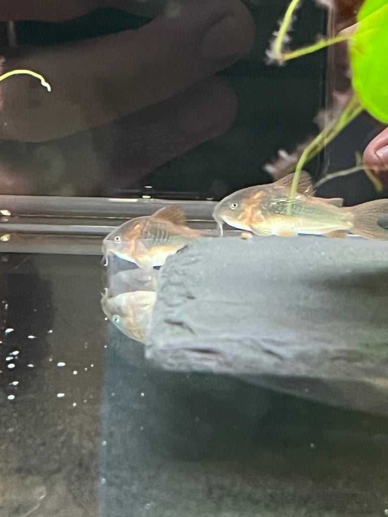 Gold Laser Corydoras, Bronze Corydoras, Red Cherry Shrimp available - Tropical Fish