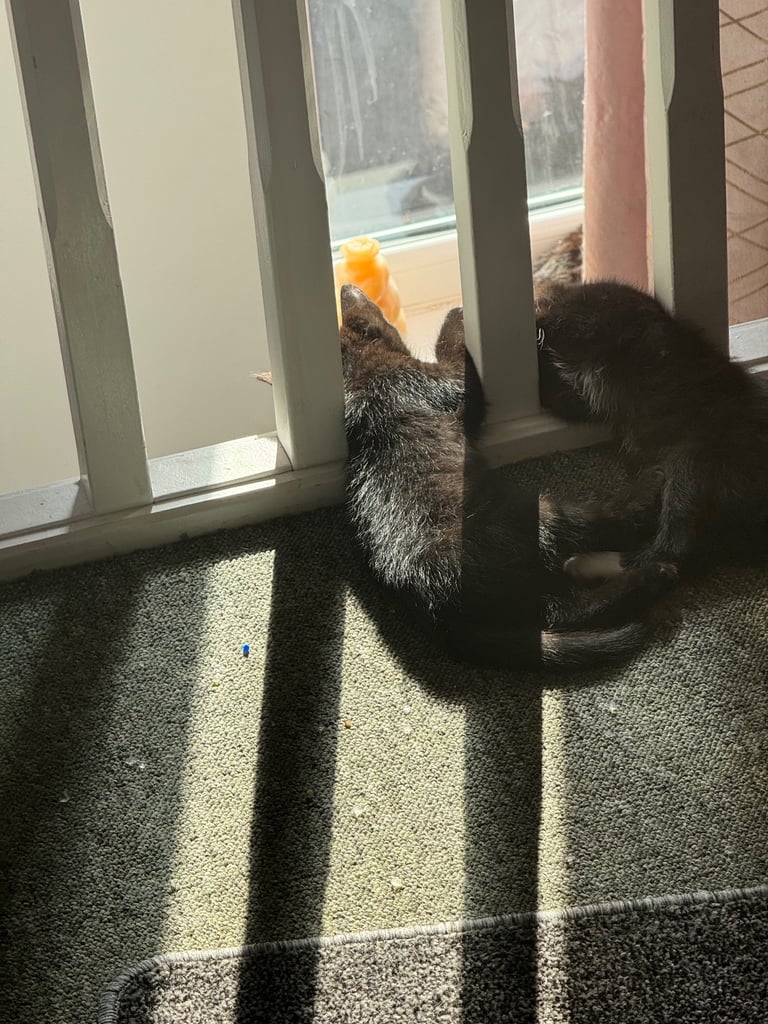 black tuxedo kittens male and female available now
