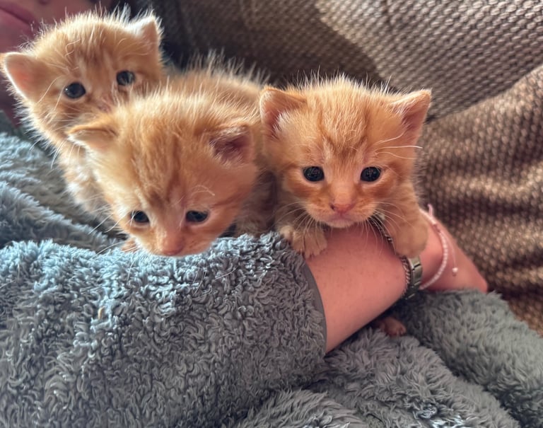 Gorgeous affectionate fluffy kittens 