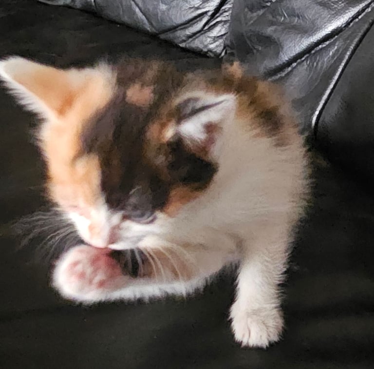 Kittens 