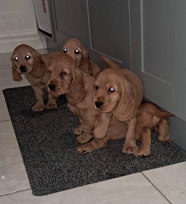 Cocker spaniel pups for sale