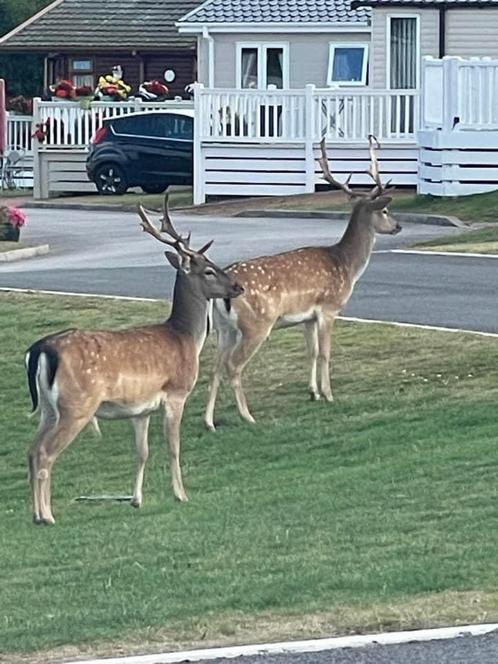 OWNER ONLY CARAVAN PARK / SITED STATIC CARAVAN FOR SALE / NORTH WALES / LL17 0EW