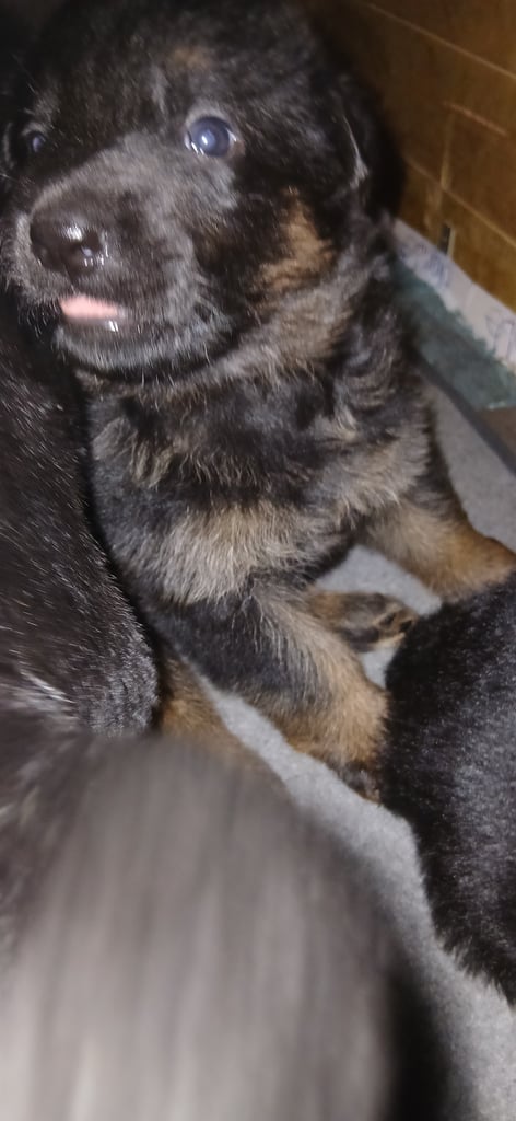 9 German Shepherd puppies for sale