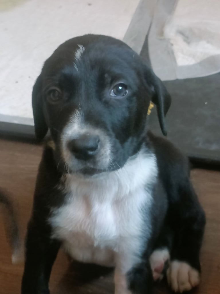 Mixed breed puppies for sale