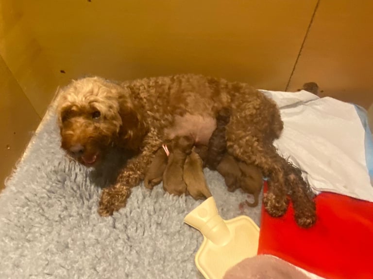 Golden and Red F1b cockapoo pups 