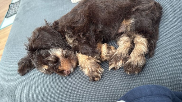 Mixed dachshund/schnauzer puppy for sale
