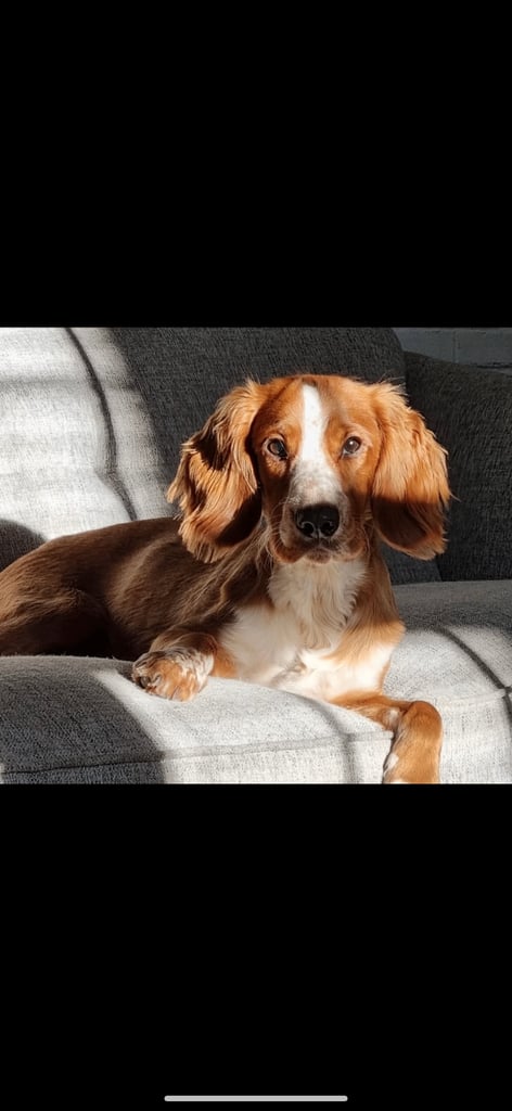 Gorgeous F2b Cockapoo puppies ready to reserve