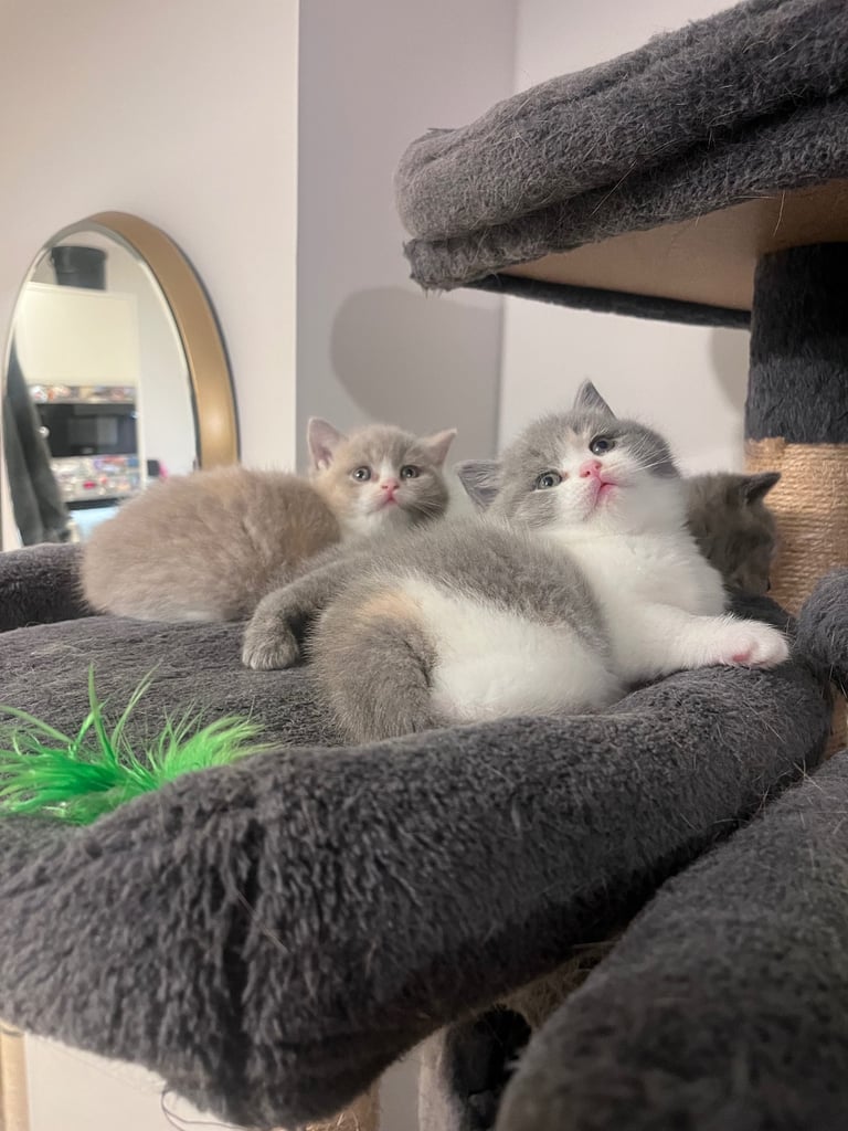 💖 BRITISH SHORTHAIR KITTENS 💖