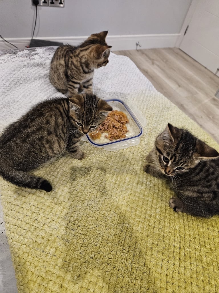 3x mixed bengal kittens 