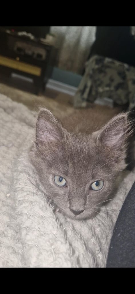 Unique Grey and brown kitten