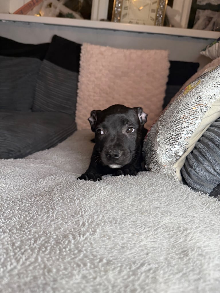 Staffie puppies ***REDUCED***
