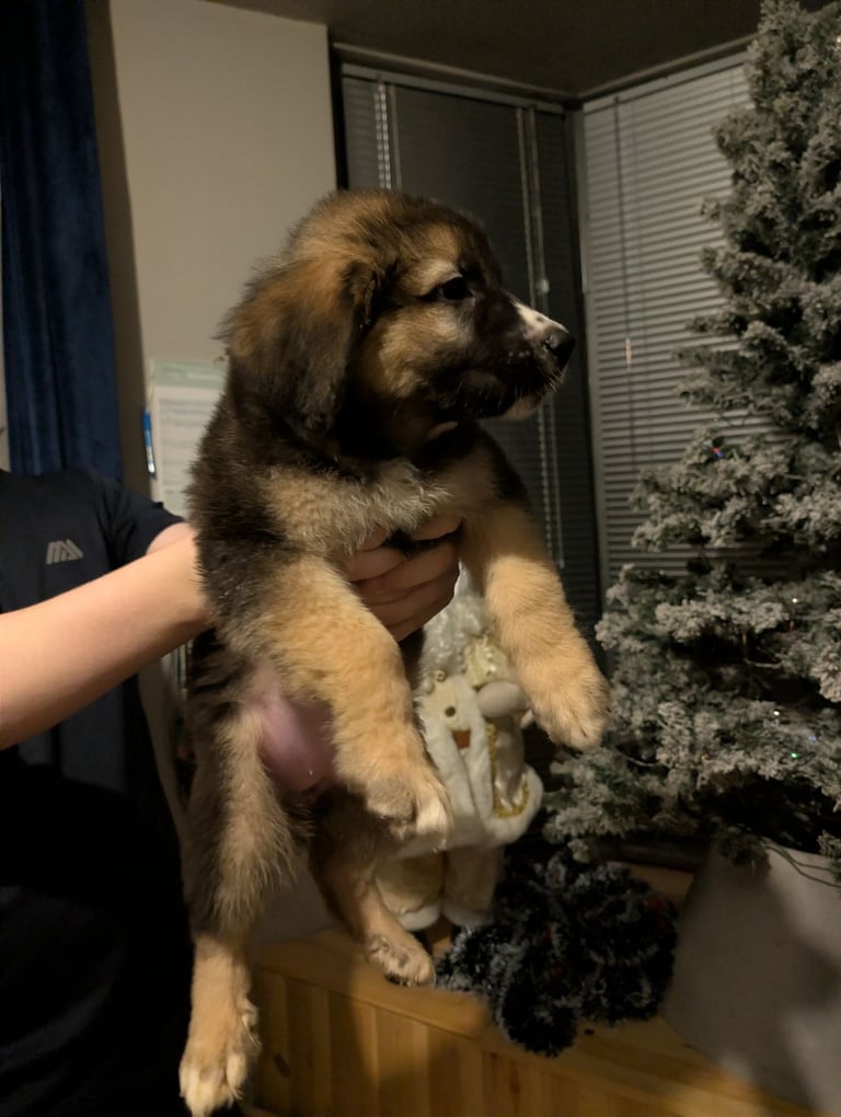 Bernese mountain dog X white swiss Shepard 