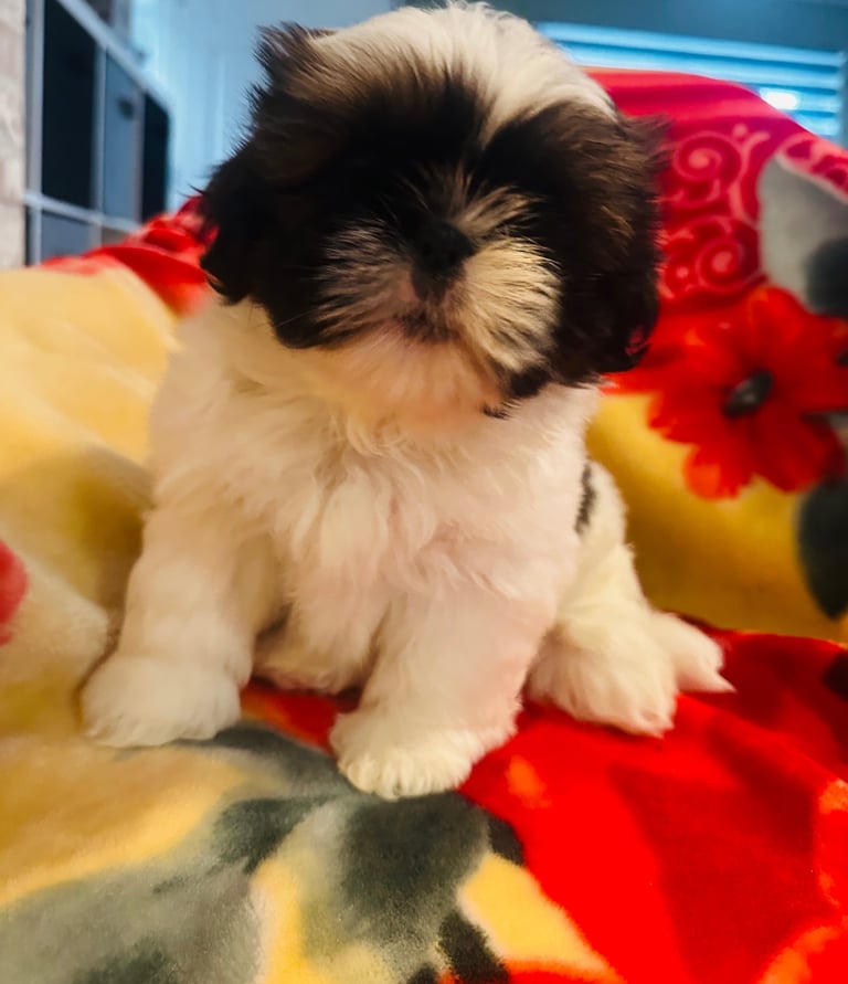 Shihtzu 