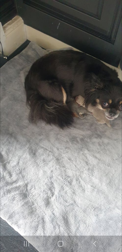 Long haired chihuahua puppys £1100