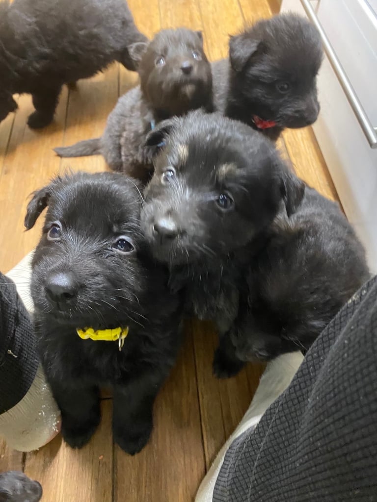 GERMAN SHEPHARD PUPPIES READY TO GO IN 1 WEEK