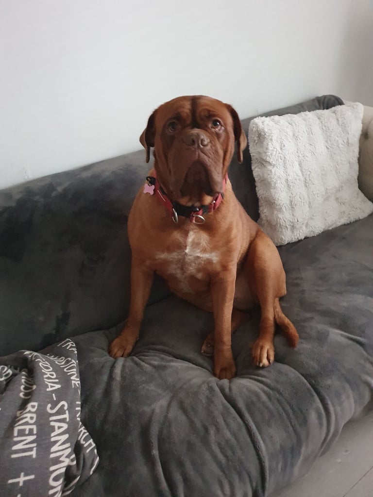 Dogue de Bordeaux