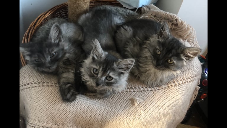 Norweigan Forest Kittens