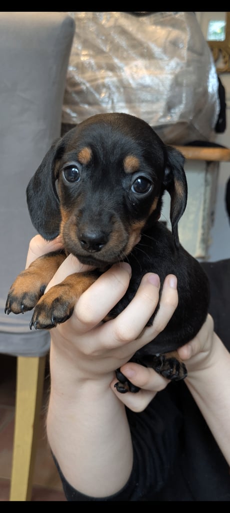 Wire X smooth mini dachshund pups