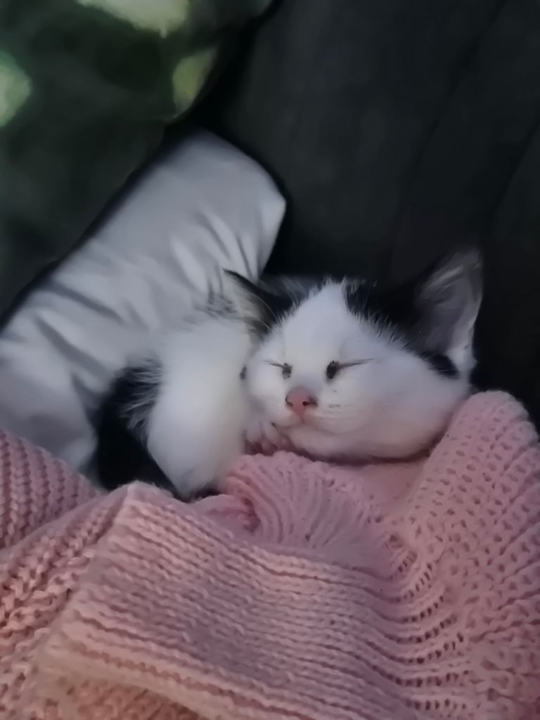 Female black and white kitten