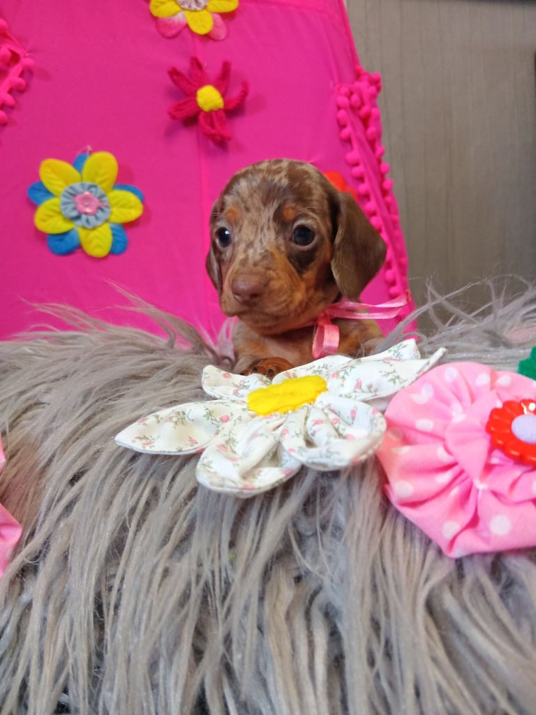 3 miniature duschund 🐶 puppies 