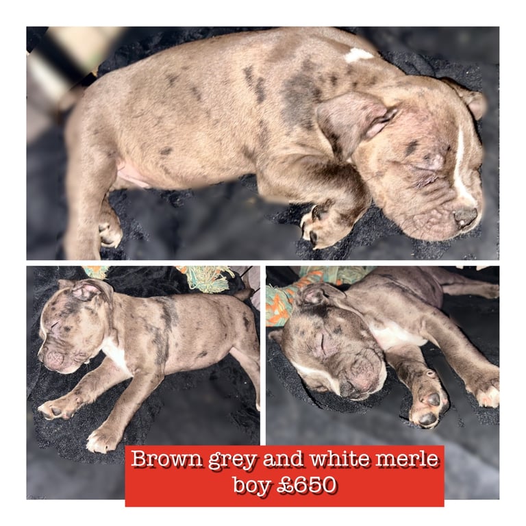 Gorgeous Merle cane corso X staffy pups 