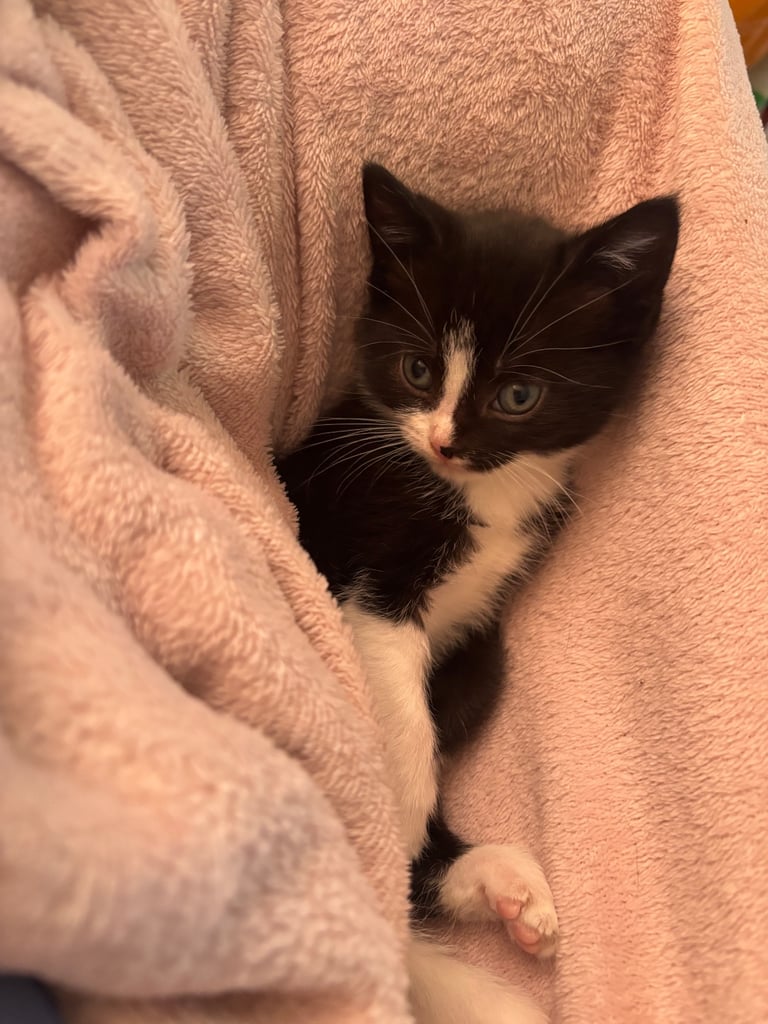 3 kittens for sale!!