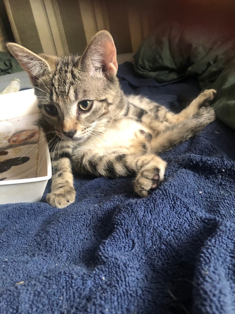 Bengal cross kitten male 
