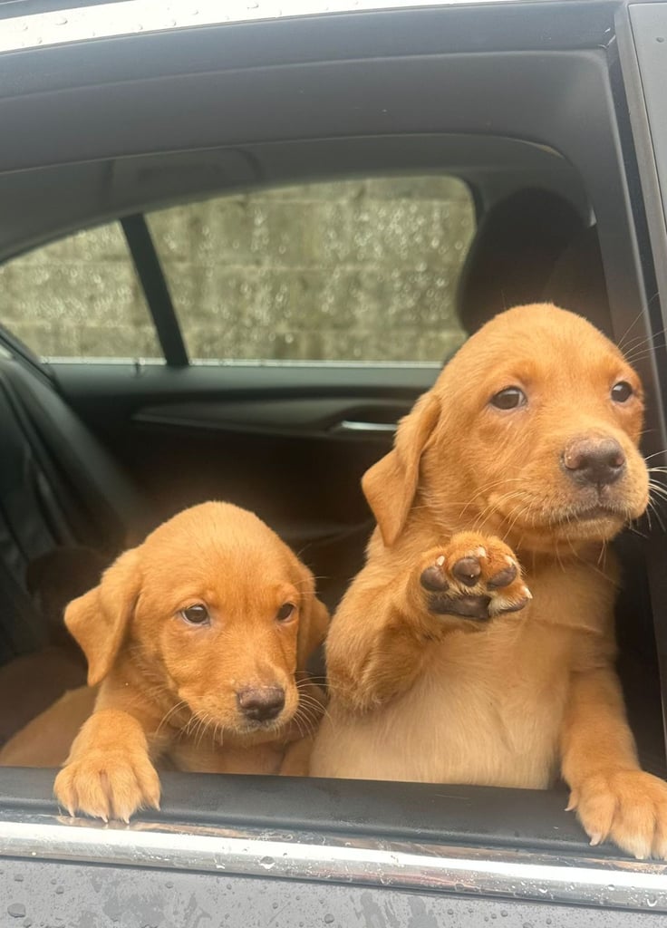 🐾 Labrador Puppies for Sale - Golden, Chocolate & Black