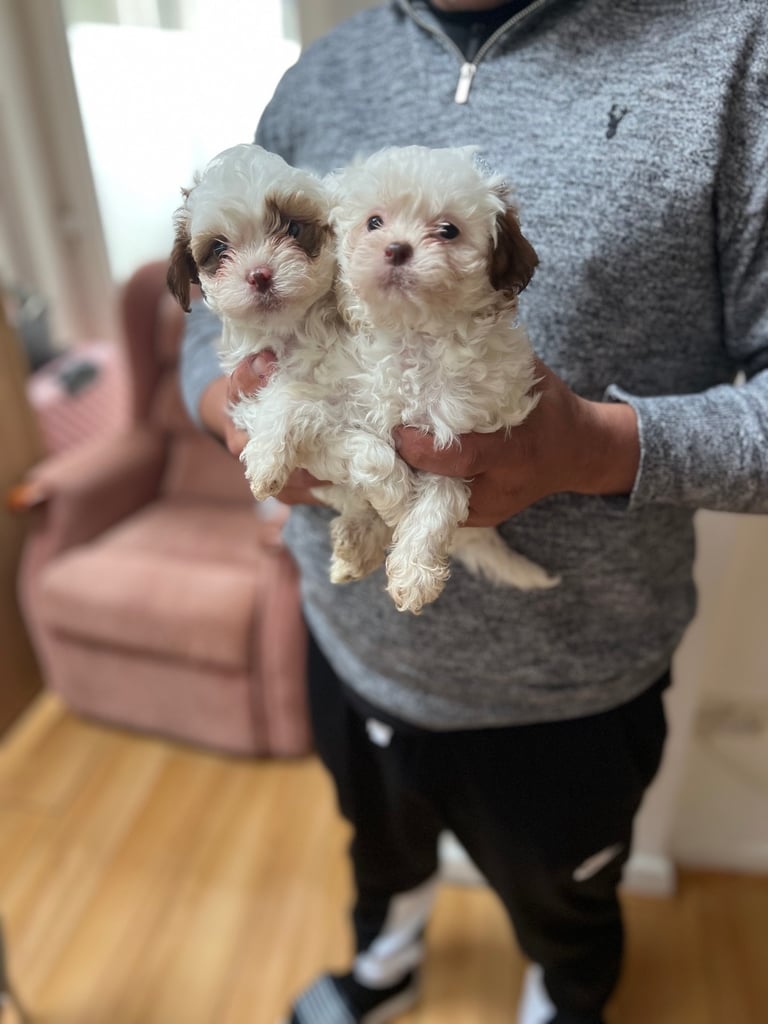 Maltese