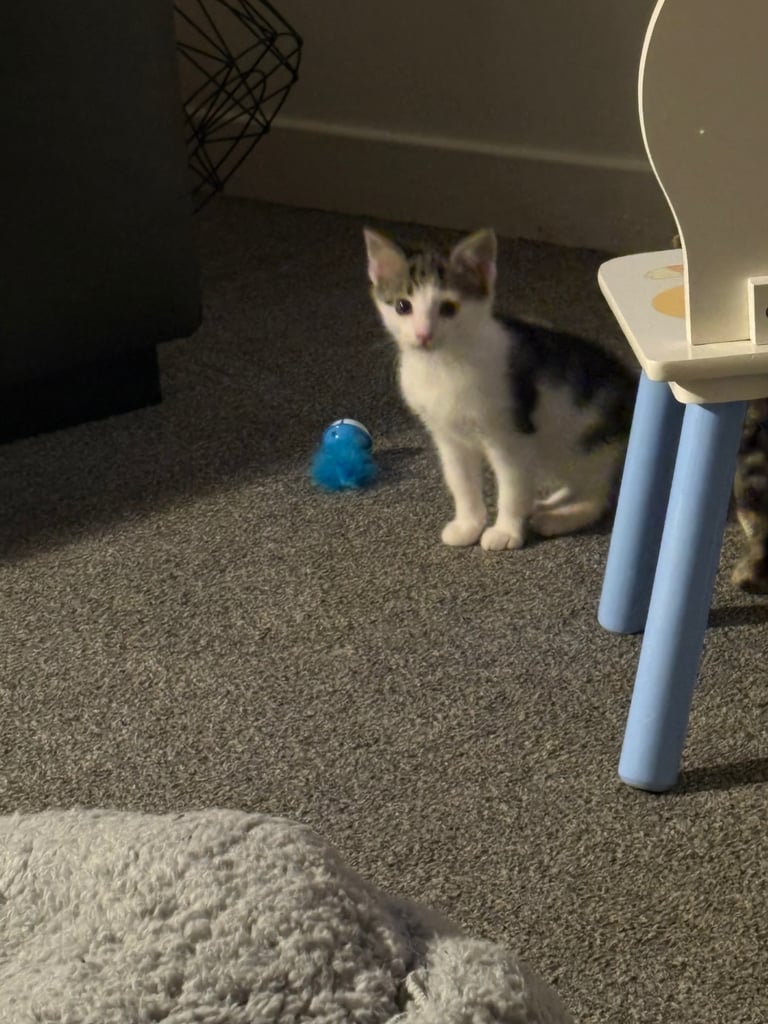 image for White with tabby markings male kitten