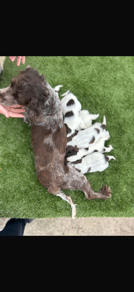 Cocker spaniel puppies4girls1boy left  READYTOLEAVE