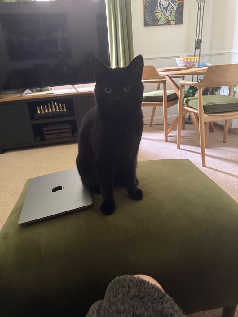 Bombay Cat