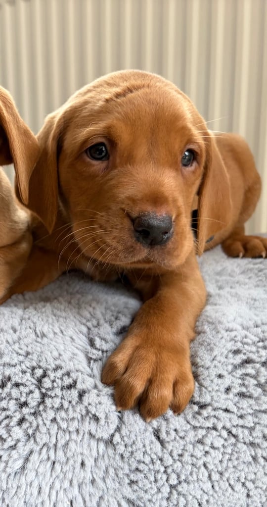 Kc fox red Labrador puppies ready 1 week 