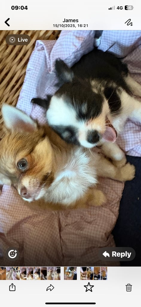 Tiny chihuahuas, long haired, £800 each 