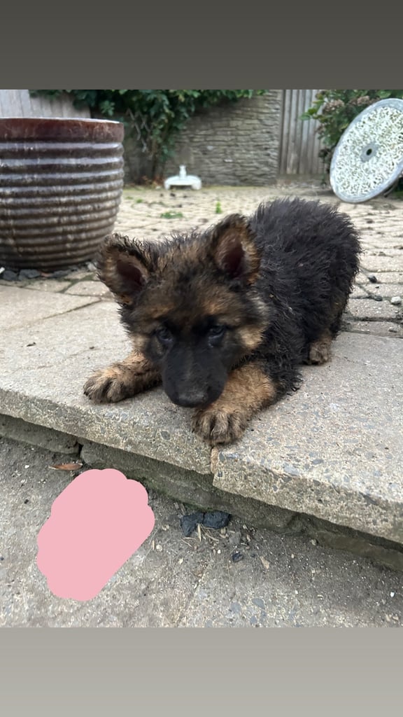 4 x bitches ready 1 week! 21/10/25 gsd pups German shepherd puppies! Lovely temperments! 