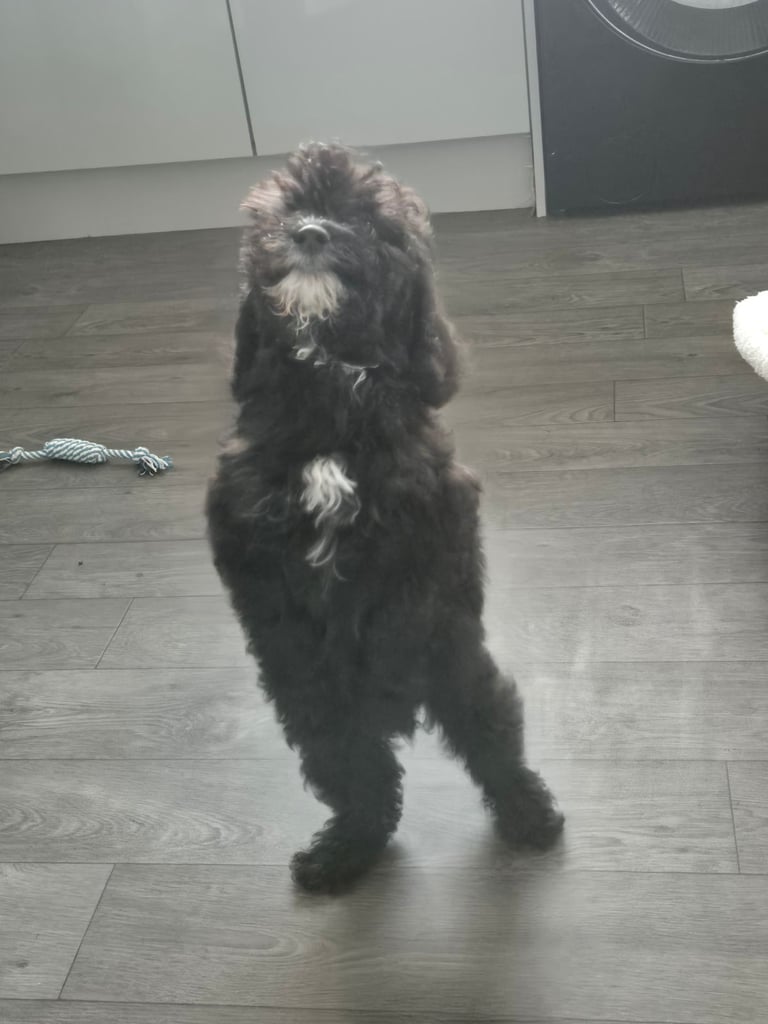 F2 COCKAPOOS FAMILY-REARED PETS