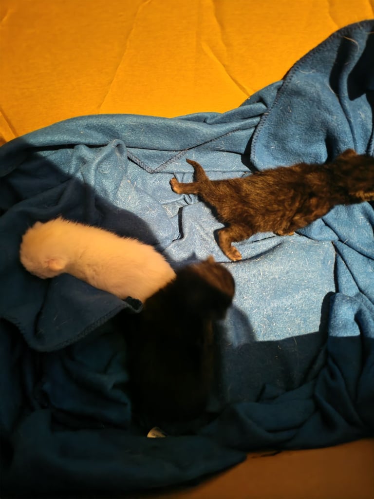 Black and white kittens for sale