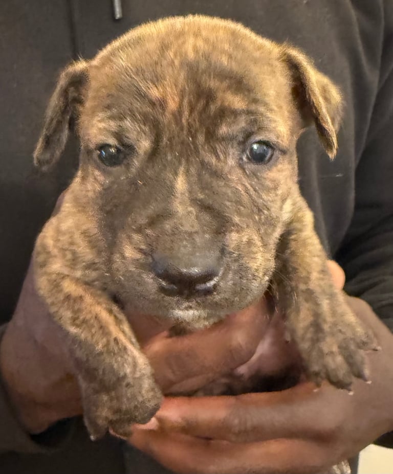 image for Dutch Herder x pups
