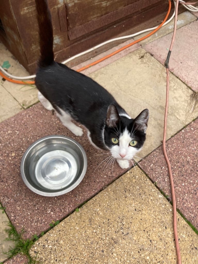 Kittens for sale 