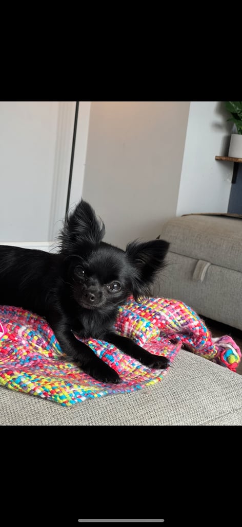image for 2 year old long haired Chihuahua