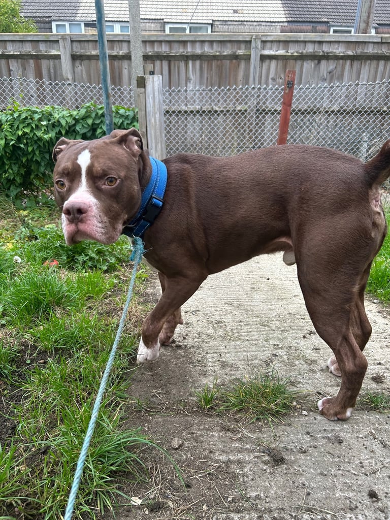 American bulldog/staff 