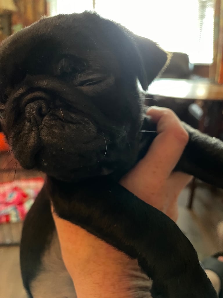 Last Boy pug 