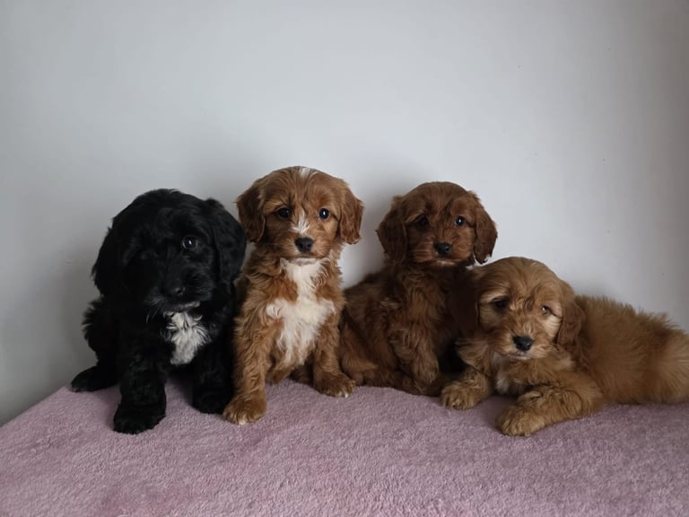 Cockapoo puppies 