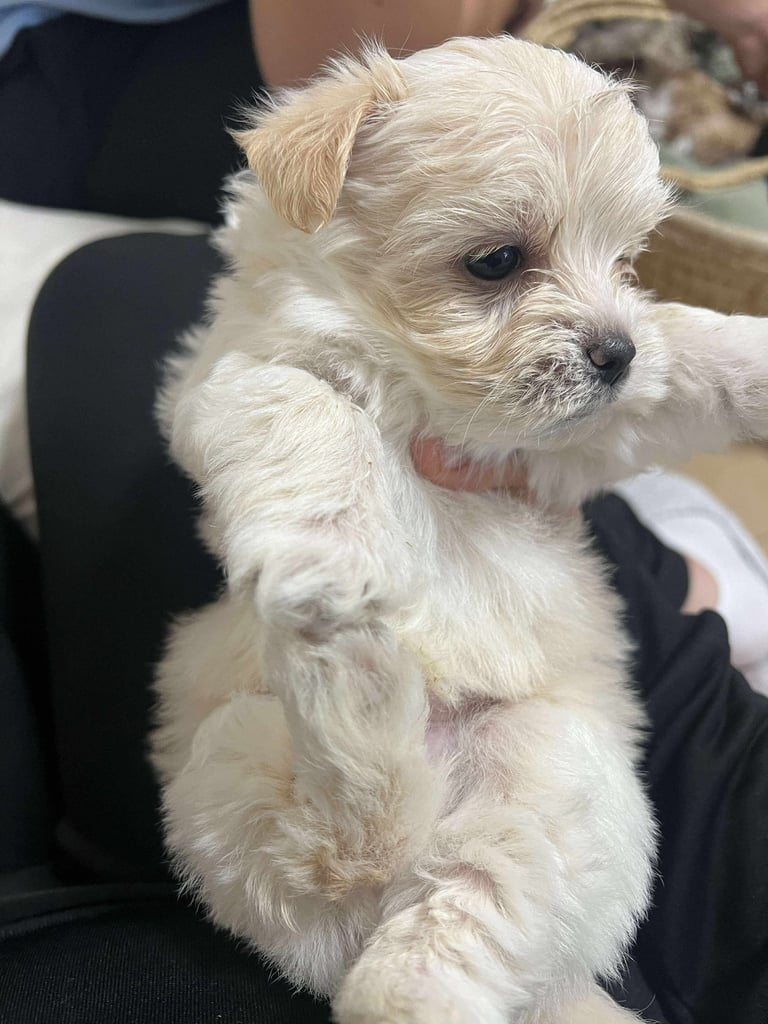 Bichon frise puppies 