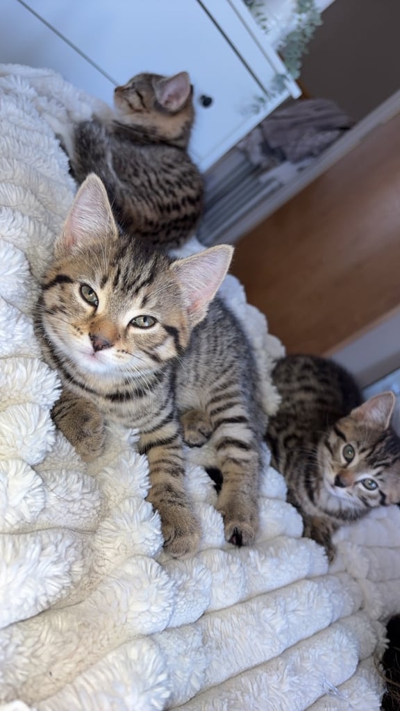 image for Tabby kittens